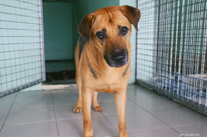 Een gedetailleerde gids voor het bezitten en verzorgen van een speciale Singaporese hond