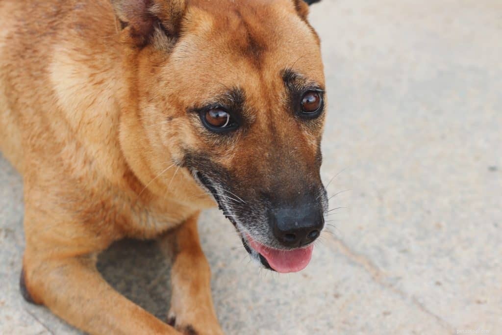 En detaljerad guide till att äga och ta hand om en specialhund i Singapore