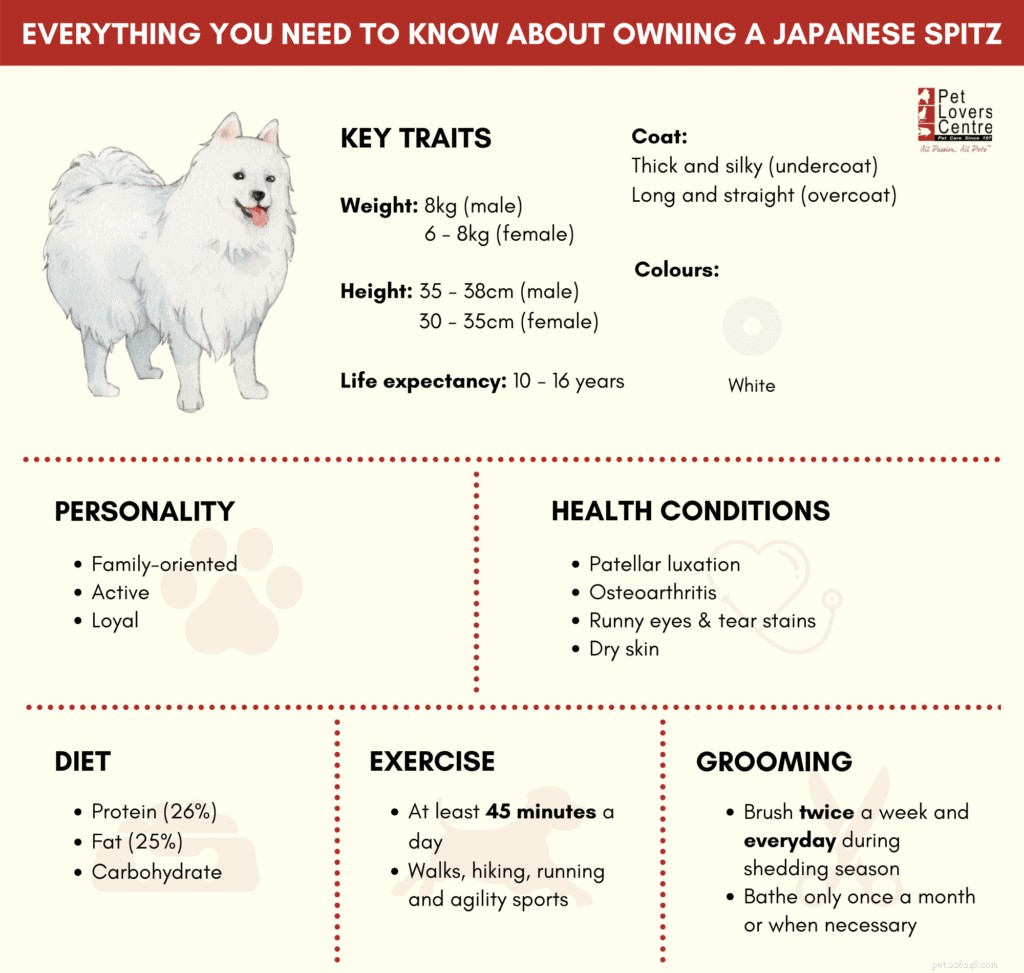 シンガポールでの日本スピッツの所有と世話について知っておくべきことすべて 
