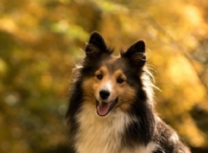 Tudo o que você precisa saber sobre possuir um cão pastor de Shetland em Cingapura