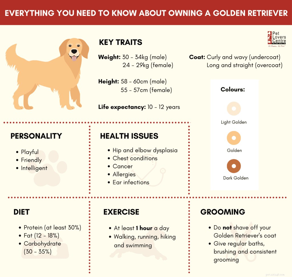 Alles wat u moet weten over het bezitten van een Golden Retriever in Singapore