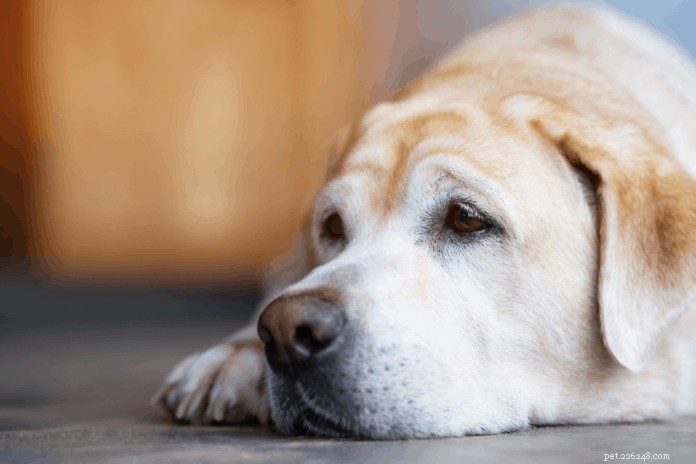 Hemangiosarkom u psů:typy, léčba, diagnostika a prognóza podle doporučení veterinářů
