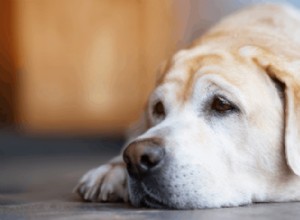 犬の血管肉腫：獣医の助言による種類、治療、診断および予後