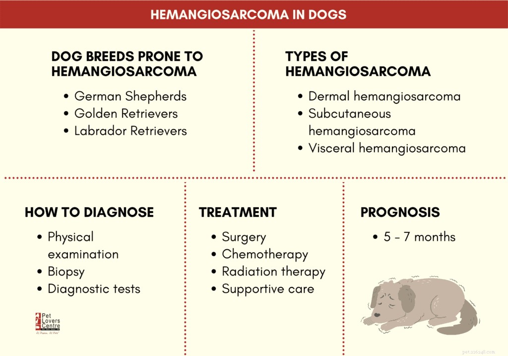 Гемангиосаркома у собак:типы, лечение, диагностика и прогноз по рекомендациям ветеринаров