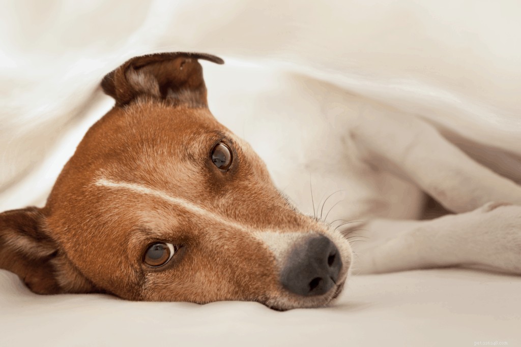 Emangiosarcoma nei cani:tipi, trattamento, diagnosi e prognosi consigliati dai veterinari
