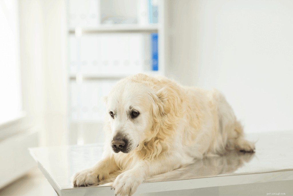 Emangiosarcoma nei cani:tipi, trattamento, diagnosi e prognosi consigliati dai veterinari