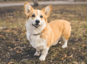 Tudo o que você precisa saber sobre possuir e cuidar de um Corgi em Cingapura