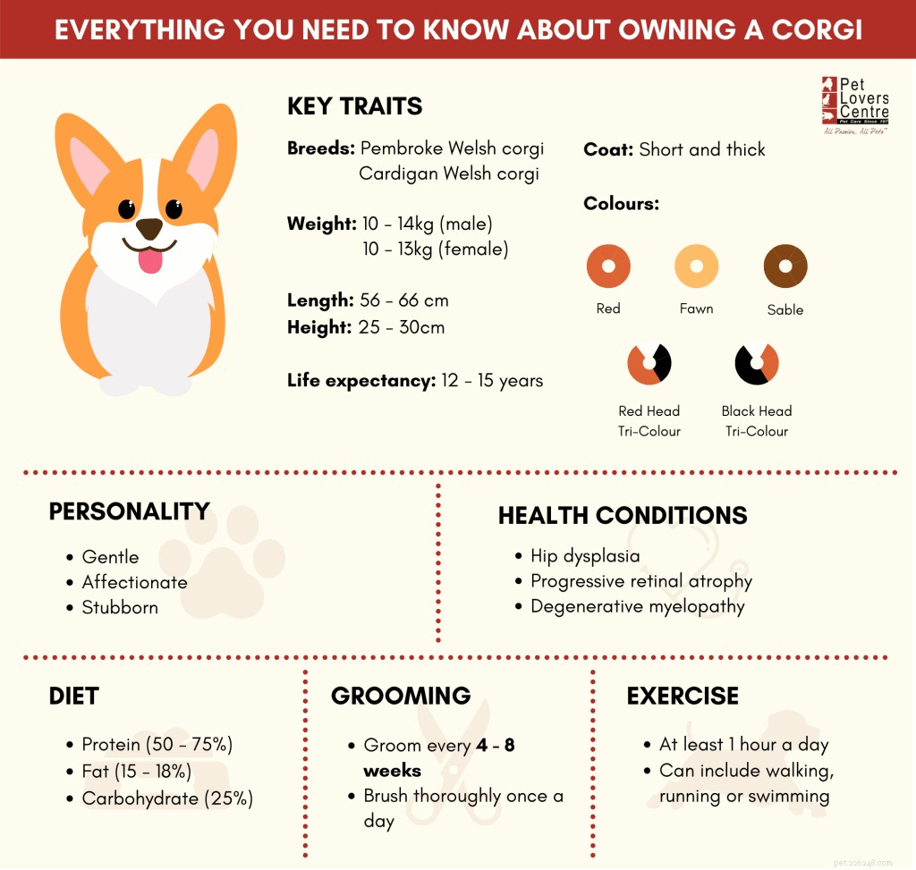 Allt du behöver veta om att äga och ta hand om en Corgi i Singapore