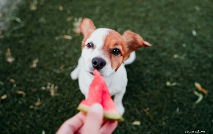 Os cães podem comer melancia? – Com conselhos de veterinários