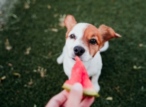 개가 수박을 먹을 수 있습니까? – 수의사의 조언