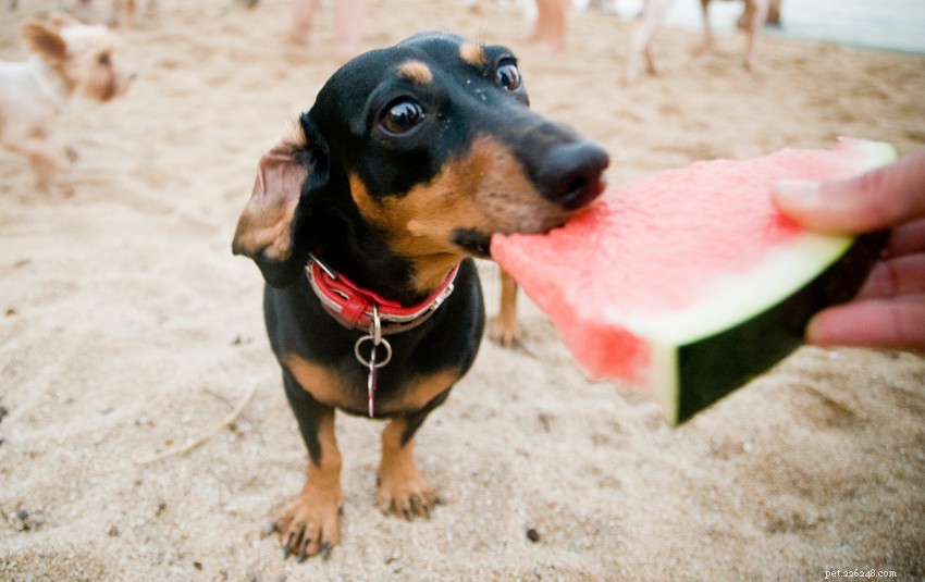 Os cães podem comer melancia? – Com conselhos de veterinários