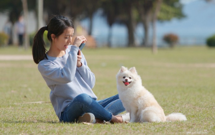 11 desafios virais para cães do TikTok que você pode tentar criar novas memórias com seu peludo