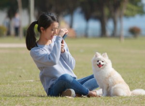 11 вирусных собачьих испытаний TikTok, которые вы можете попробовать, чтобы создать новые воспоминания со своим пушистым ребенком