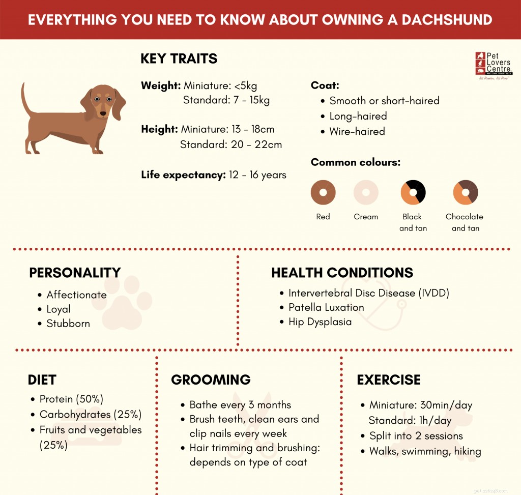 Tudo o que você precisa saber sobre ter um Dachshund em Cingapura
