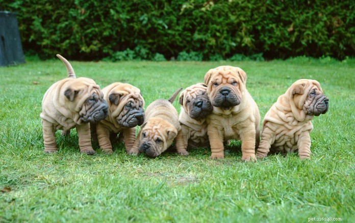 信じられないほど愛らしいしわのある9つの犬種 