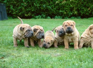 信じられないほど愛らしいしわのある9つの犬種 