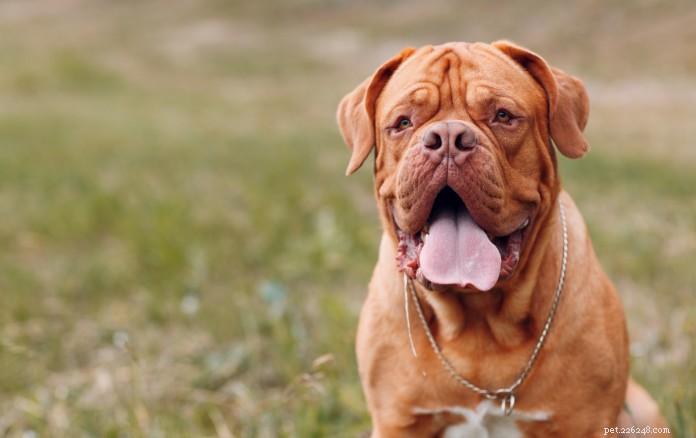 9 пород собак с невероятно привлекательными морщинами