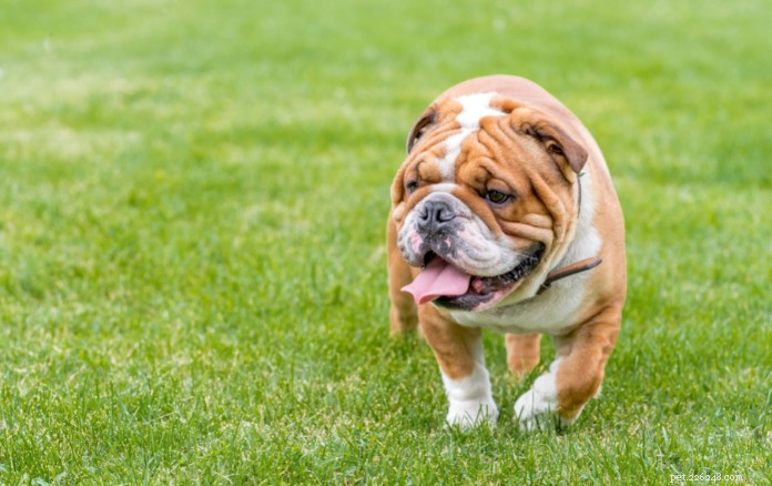 9 races de chiens avec des rides incroyablement attachantes