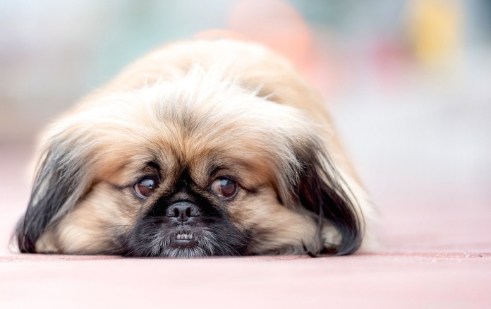 9 raças de cães com rugas que são incrivelmente cativantes