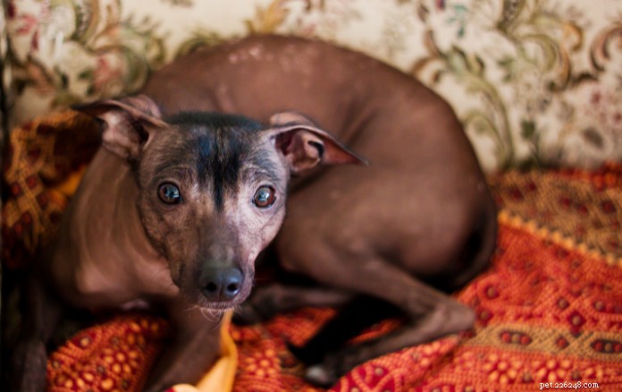 9 hondenrassen met rimpels die ongelooflijk vertederend zijn