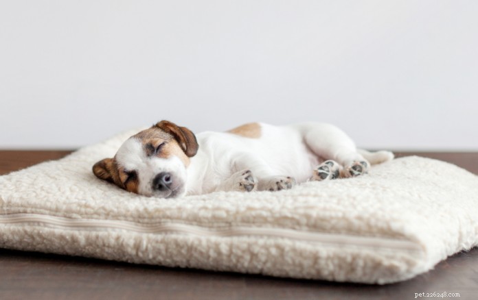 205 Pawrents nous disent ce qu il faut considérer lors de l achat du meilleur lit pour chien à Singapour + recommandations