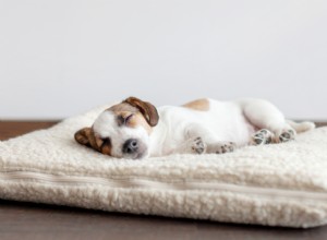 205 Pawrentsは、シンガポールで最高の犬用ベッドを購入する際に考慮すべきことを教えてくれます+推奨事項 