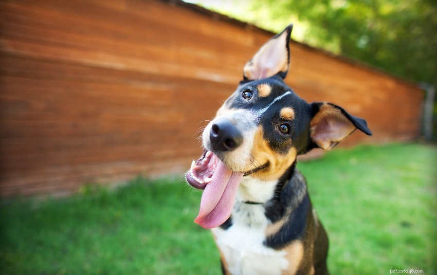 개가 머리를 기울이는 이유:정말 혼란스럽거나 귀여운 척하는 이유는 무엇입니까? 