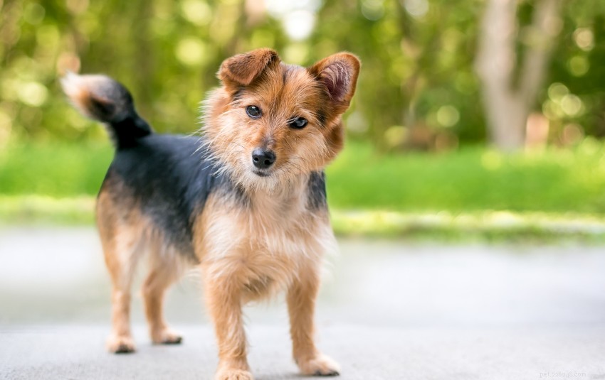 Varför lutar hundar med huvudet:Är de riktigt förvirrade eller beter sig söta?
