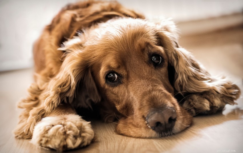 Varför lutar hundar med huvudet:Är de riktigt förvirrade eller beter sig söta?