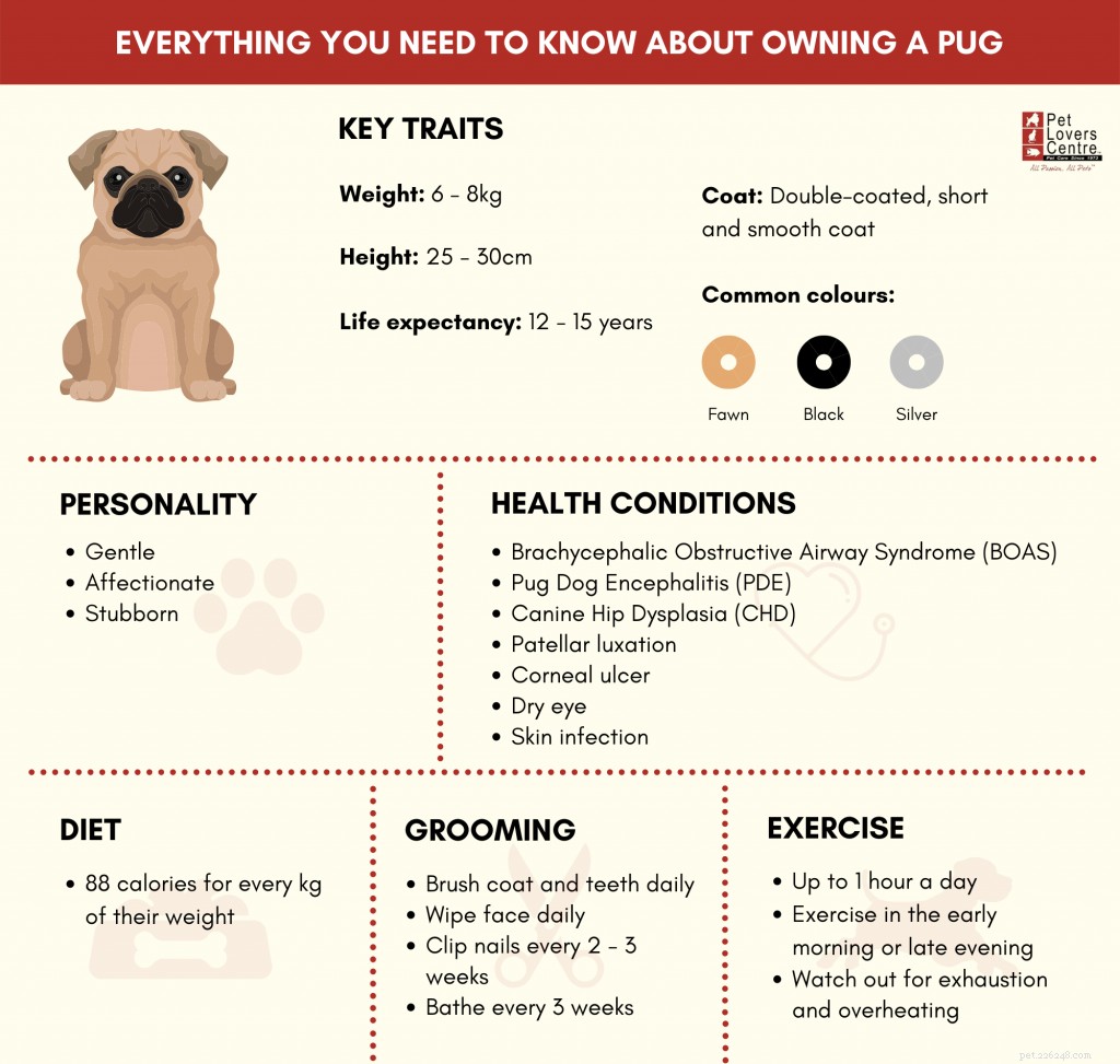 Alles wat u moet weten over het bezitten van een mopshond in Singapore