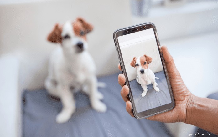 42 populaire Instagram-accounts voor honden die je in Singapore kunt volgen voor schattige foto s