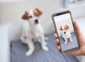 42 contas populares do Instagram de cães para seguir em Cingapura para fotos fofas