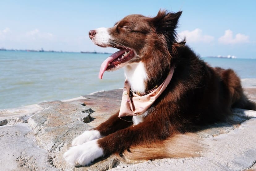 귀여운 사진을 위해 싱가포르에서 팔로우해야 할 인기 있는 Dog Instagram 계정 42개