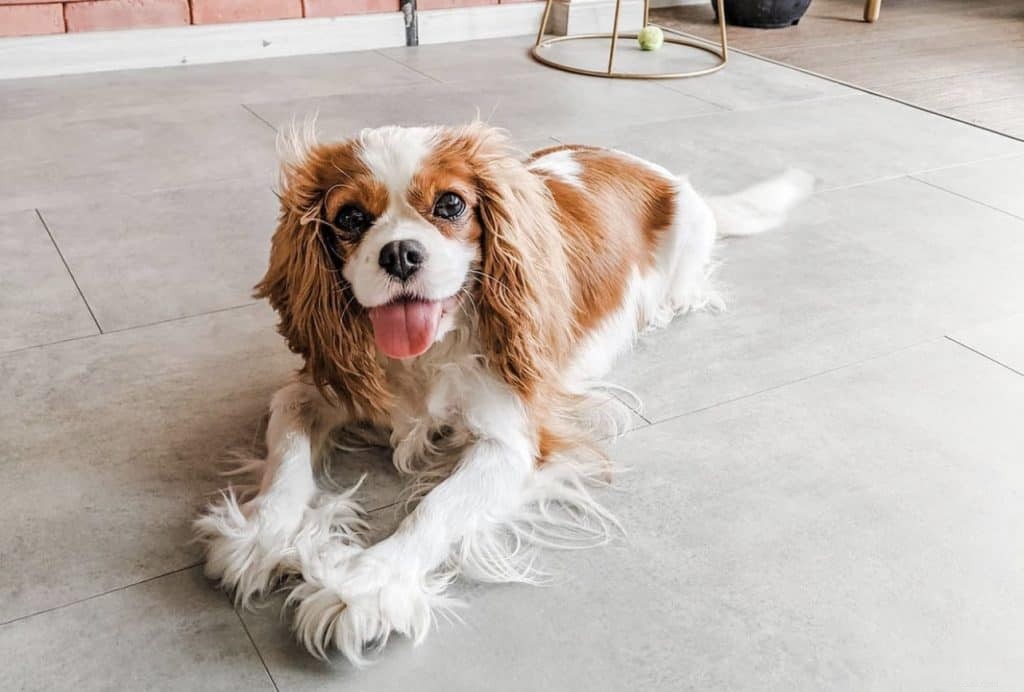 42 comptes Instagram de chiens populaires à suivre à Singapour pour de jolies photos