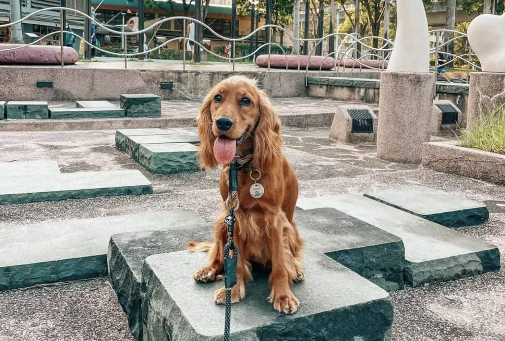 42 comptes Instagram de chiens populaires à suivre à Singapour pour de jolies photos