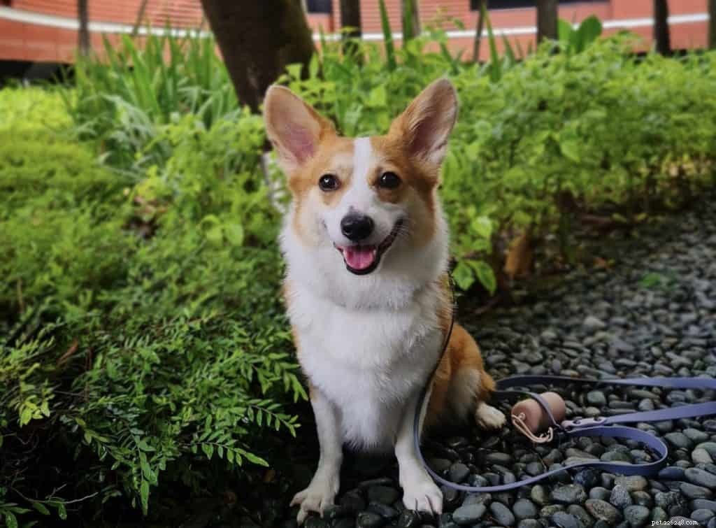 42 oblíbených psích instagramových účtů ke sledování v Singapuru pro roztomilé fotky