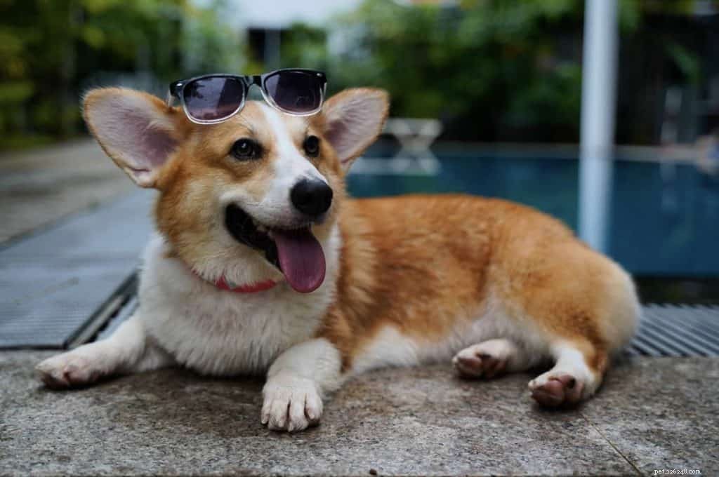 42 contas populares do Instagram de cães para seguir em Cingapura para fotos fofas