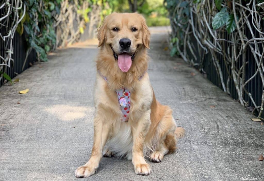 귀여운 사진을 위해 싱가포르에서 팔로우해야 할 인기 있는 Dog Instagram 계정 42개