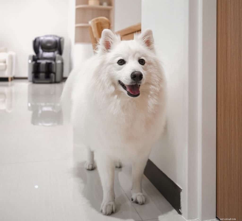 42 populära Instagram-konton för hundar att följa i Singapore för söta foton