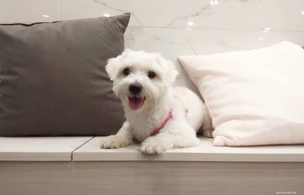 42 oblíbených psích instagramových účtů ke sledování v Singapuru pro roztomilé fotky