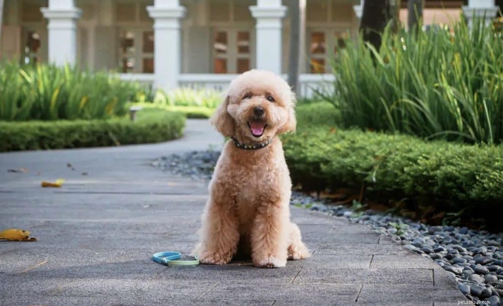42 contas populares do Instagram de cães para seguir em Cingapura para fotos fofas