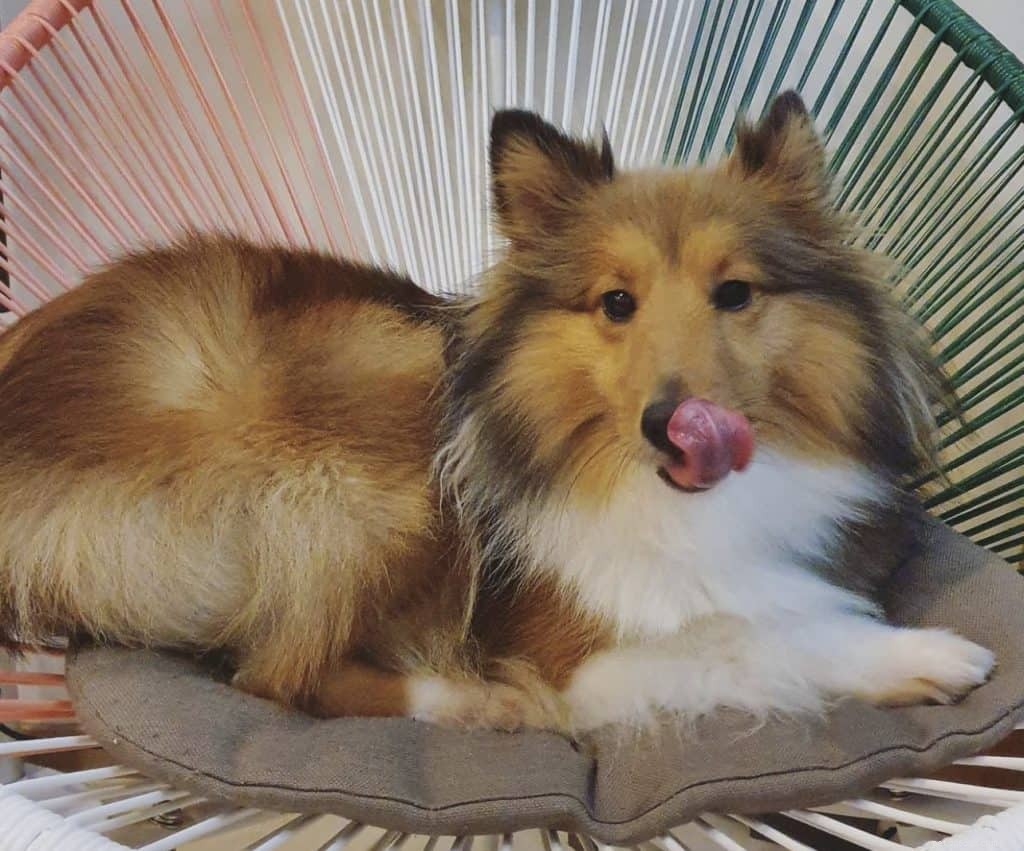 42 account Instagram di cani popolari da seguire a Singapore per foto carine