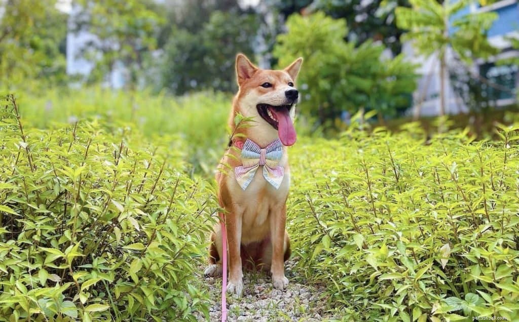 かわいい写真のためにシンガポールでフォローする42の人気のある犬のInstagramアカウント 