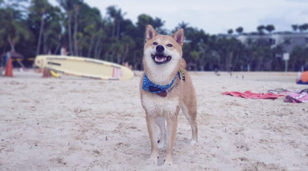 42 populära Instagram-konton för hundar att följa i Singapore för söta foton