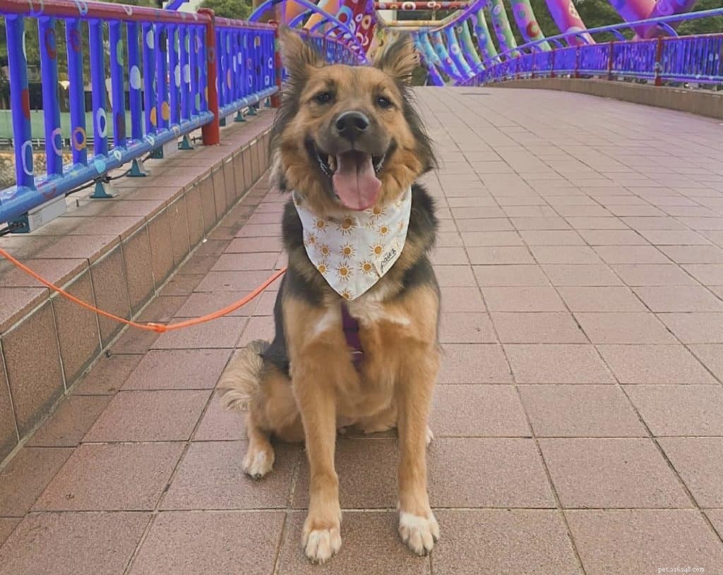 42 account Instagram di cani popolari da seguire a Singapore per foto carine