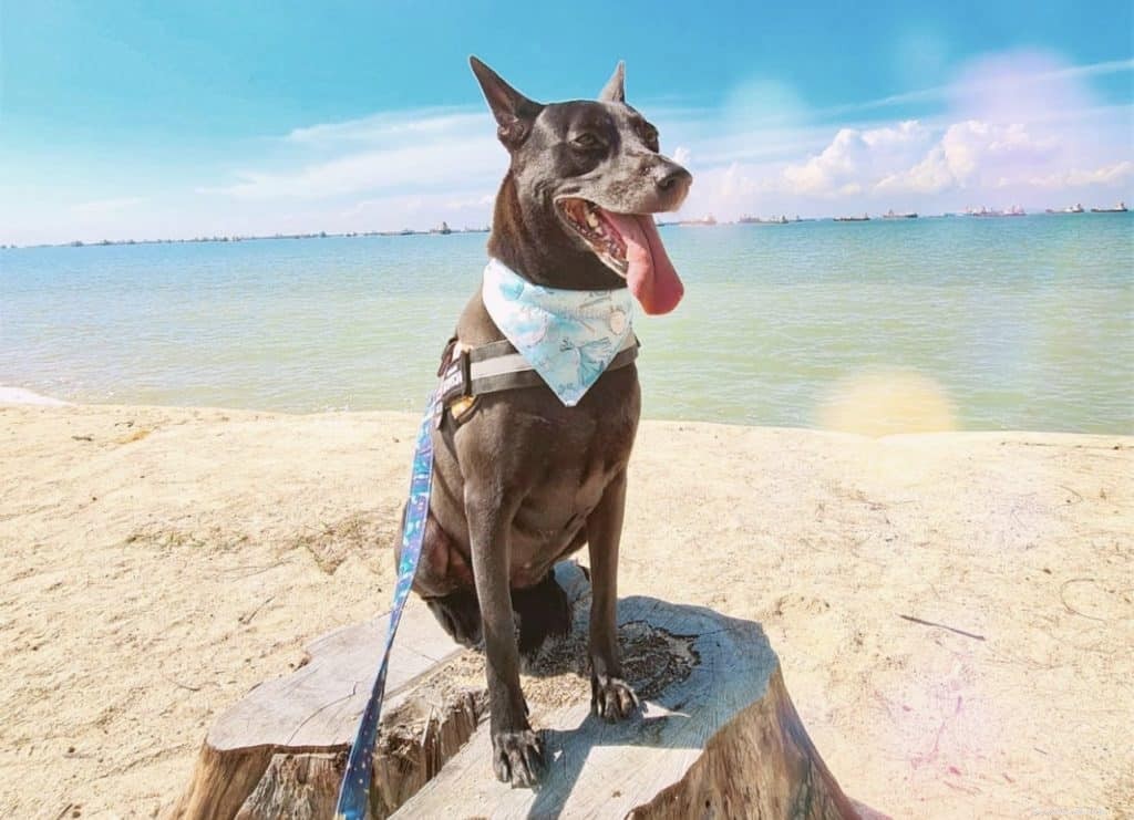 42 populaire Instagram-accounts voor honden die je in Singapore kunt volgen voor schattige foto s