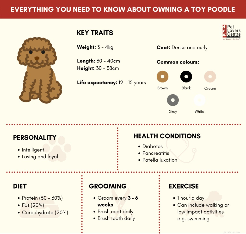 Zorgen voor een toy poedel in Singapore:dieet-, verzorgings- en bewegingsbehoeften