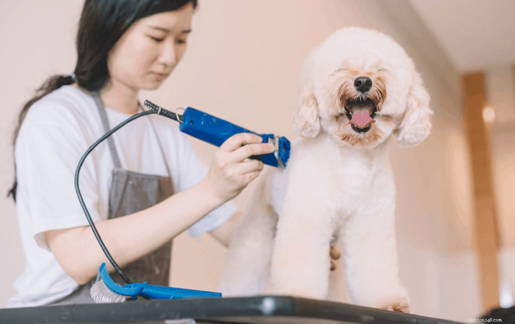 Cuidando de um poodle toy em Cingapura:dieta, higiene e exercícios