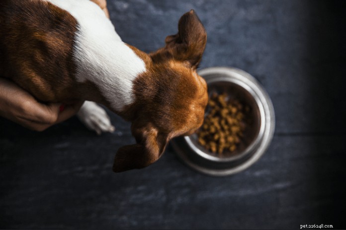Alimentos alternativos crus para cães:o que é e por que é bom para o seu cão