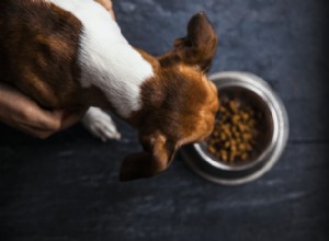 Syrové alternativní krmivo pro psy:co to je a proč je pro vašeho psa dobré